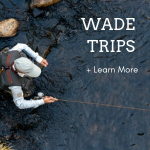 Book a wade trip in Aspen.